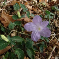 Ruellia prostrata Poir.